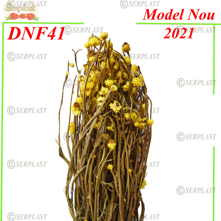 DNF41, Ammobium cu fir - Decor natural cu fir - Serplast