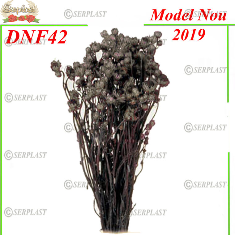 DNF42 , Ammobium cu fir. - Decor natural cu fir -  Serplast