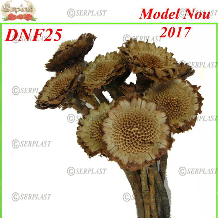 DNF25, Protea Margareta - Serplast - Decor natural cu fir