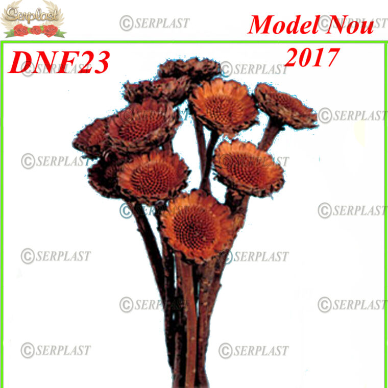 DNF23, Protea - D