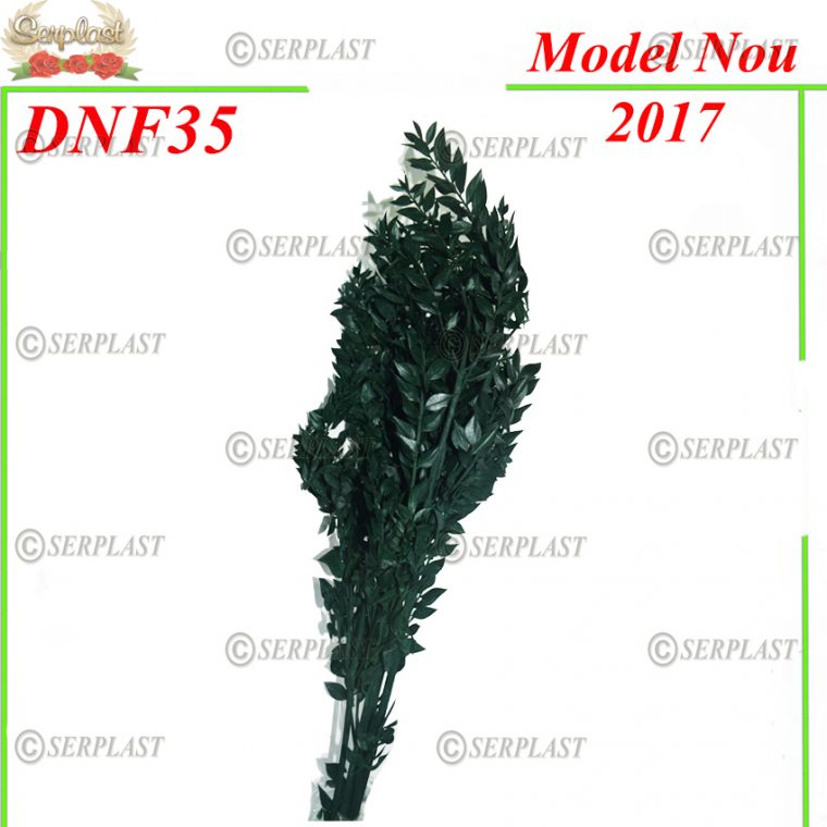 Ruscus uscat DNF35 - Serplast - Decor uscat