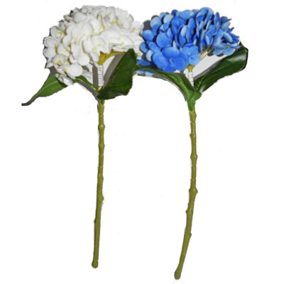 Hortensia la fir, B1133