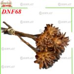 Plumosum, DNF68 -w