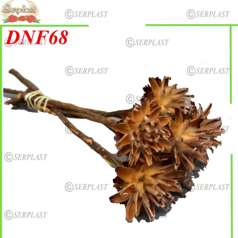 Plumosum, DNF68 -w